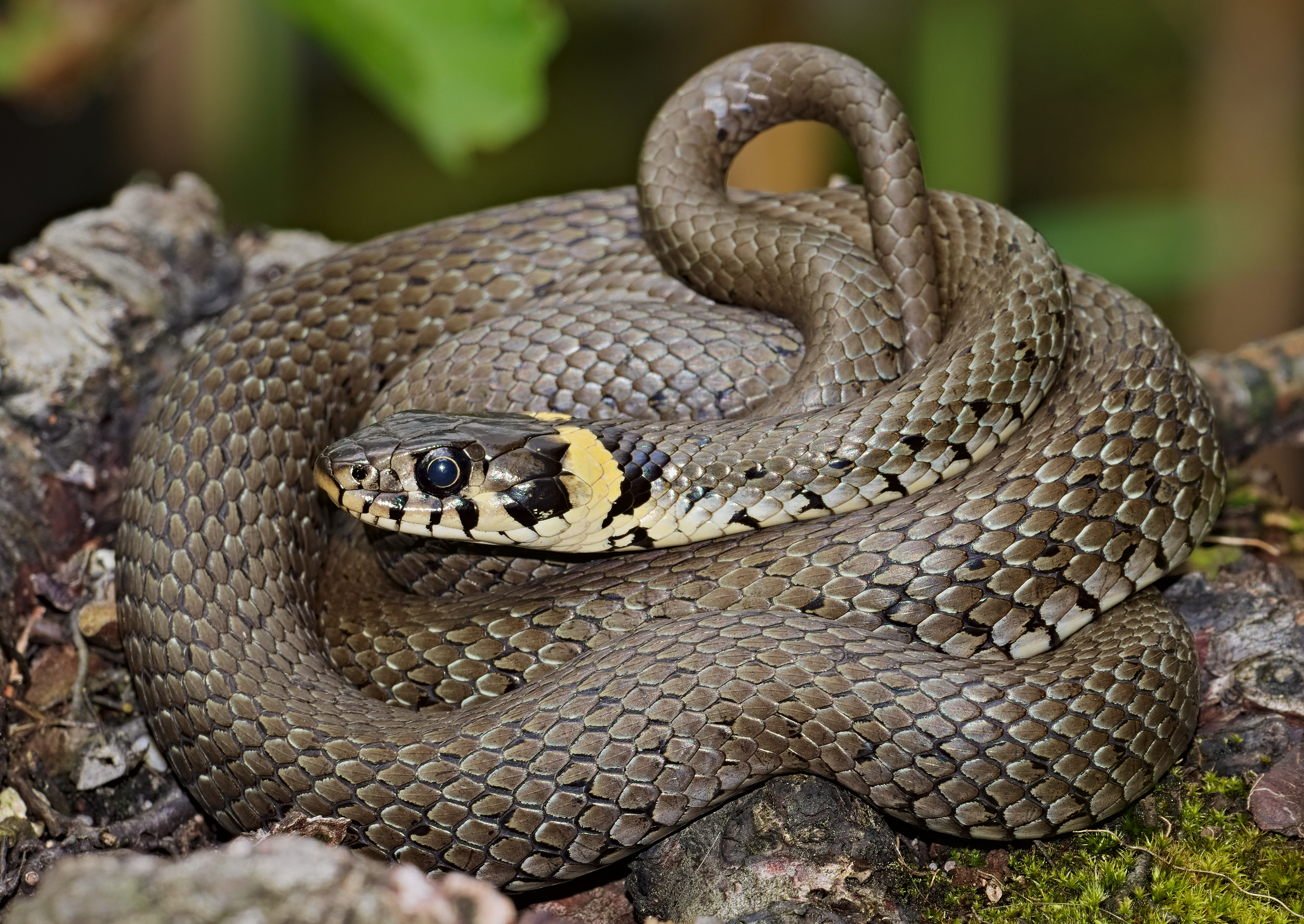 Grass snake.jpg