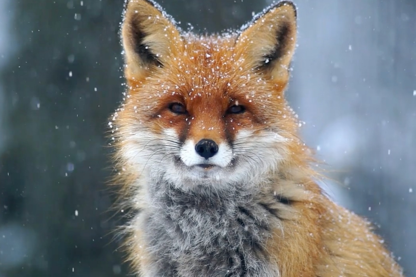 Fox-in-snow (1).jpeg