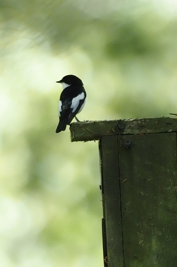 Pied Flycatcher MF (4).JPG