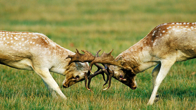 fallow-deer-stags-fighting-rutting-naturepl-01111472-david-kjaer.jpg